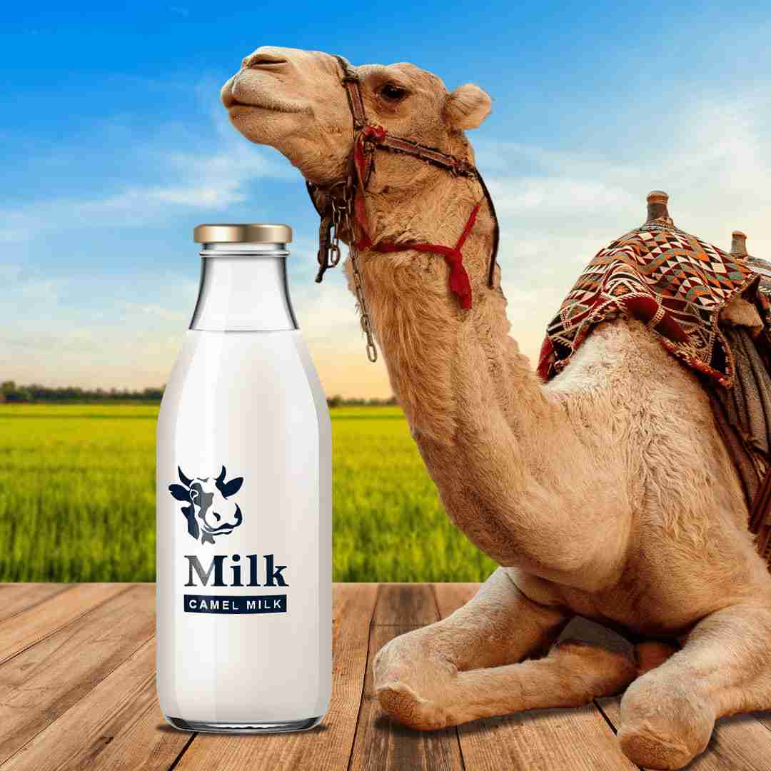 Where Is Camel Milk Used At Arthur Lamotte Blog